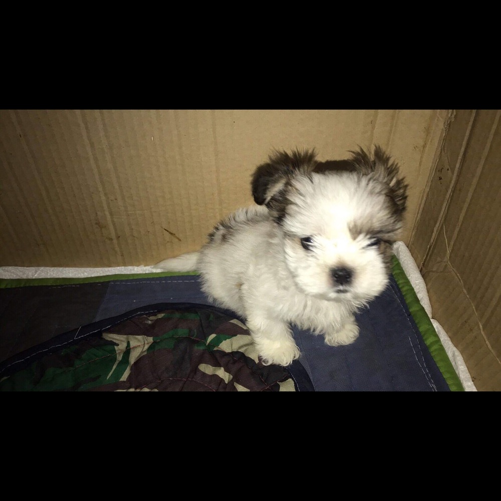 Meet your Posher, Yem